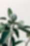 Interior Decor Plant