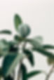 Interior Decor Plant