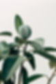 Interior Decor Plant