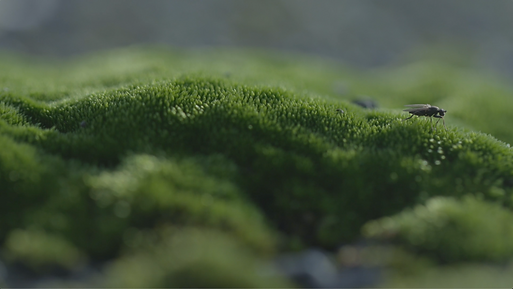 fly on moss