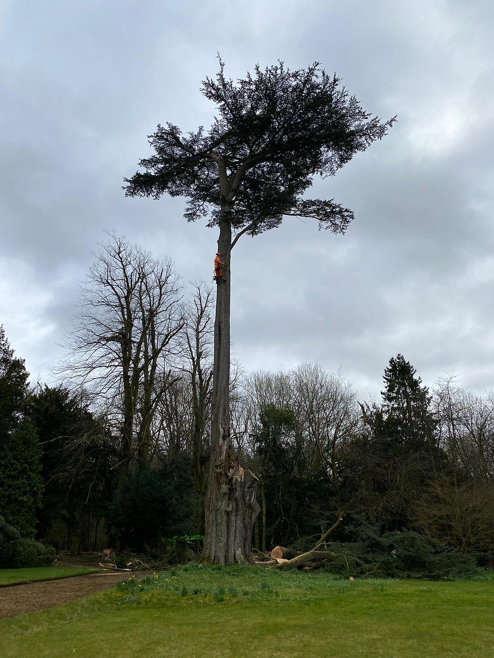 Jonathan Cook Forestry Services - Tree Surgery