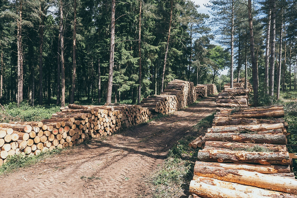 Jonathan Cook Forestry Services - Standing Timber