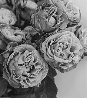 pink roses in close up photography_edited.jpg