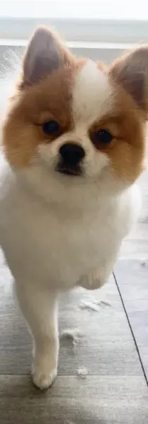 Small dog