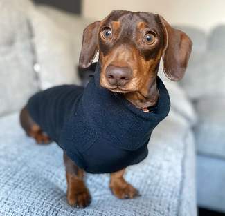 Dog on sofa
