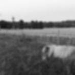 Songe