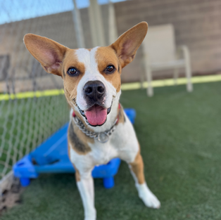 A white terrier with brown facial spots and pointy brown ears sitting in the grass and smiling.