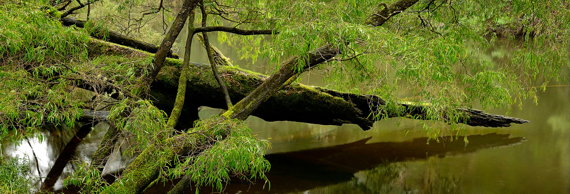 Tree Over Water, Pemberton