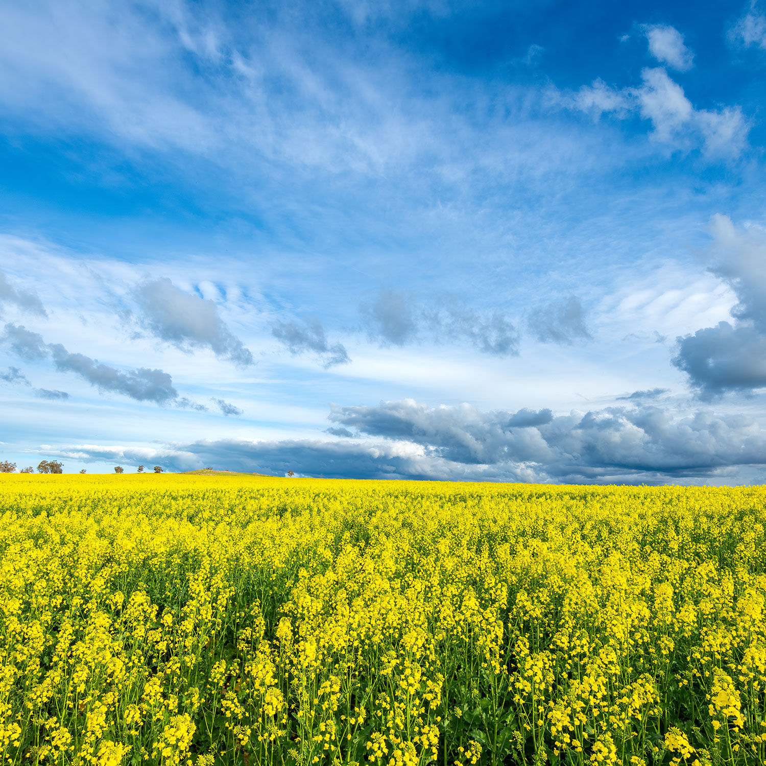 Field of Canola