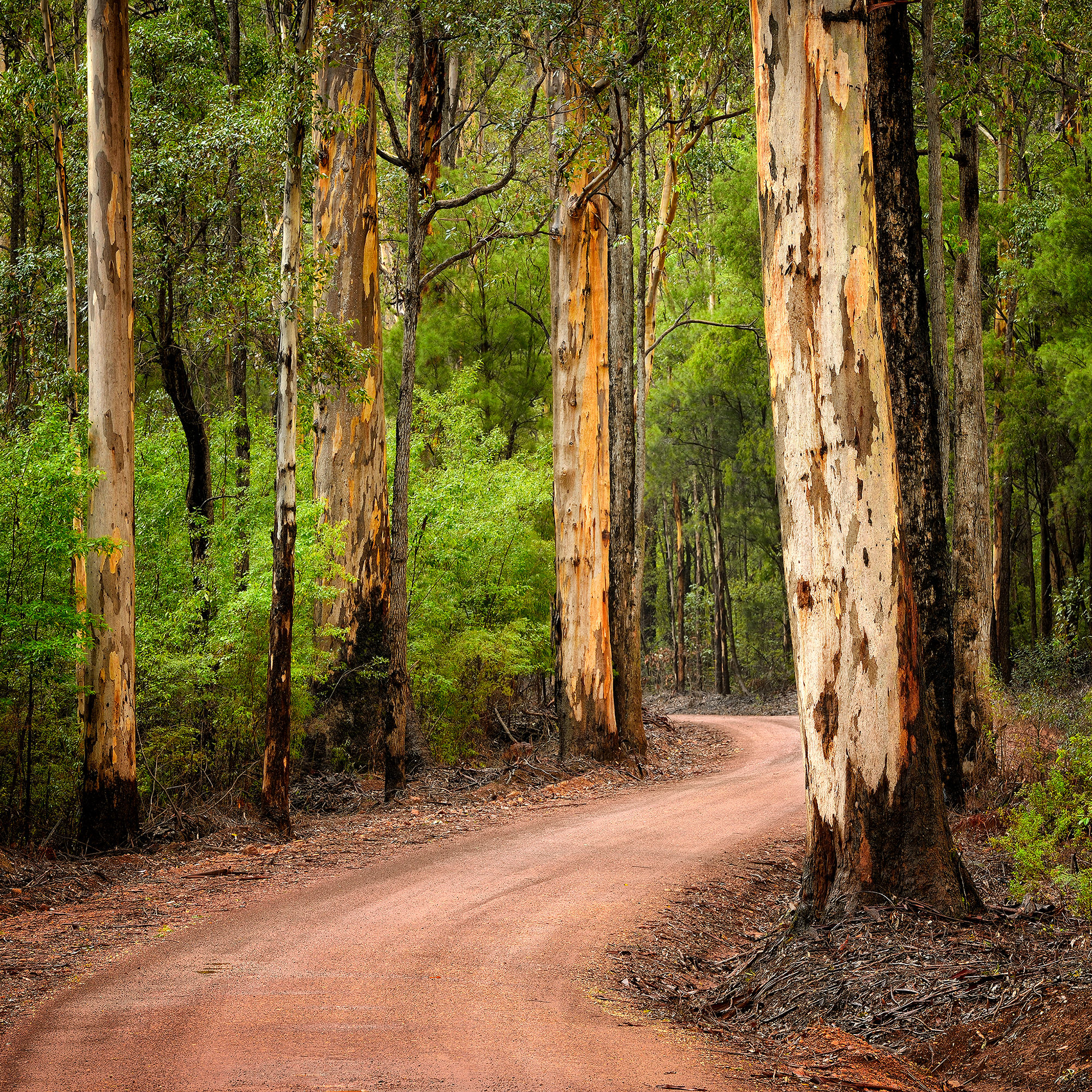 Forest Trail, Pemberton