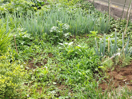 畑とお庭の草刈り