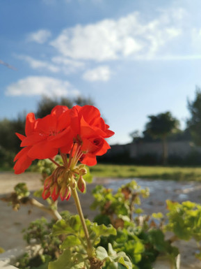 agriturismotorrebianca_esterni_dettaglio