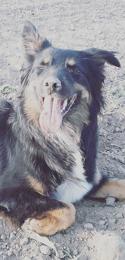 Australian Shepad