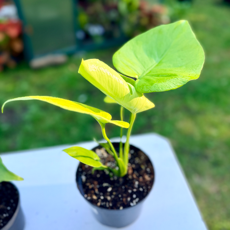 Monstera Super Golden