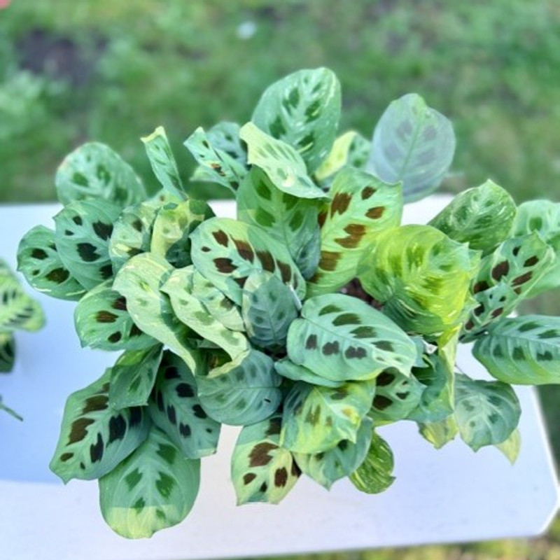Maranta Variegated