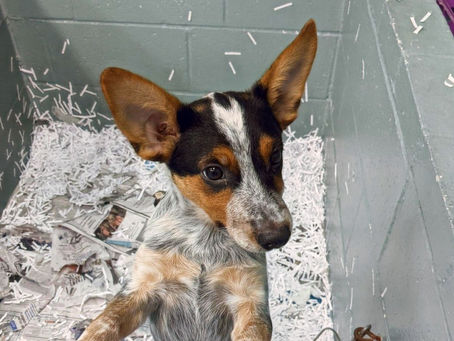 Meet the Madison Oglethorpe Animal Shelter