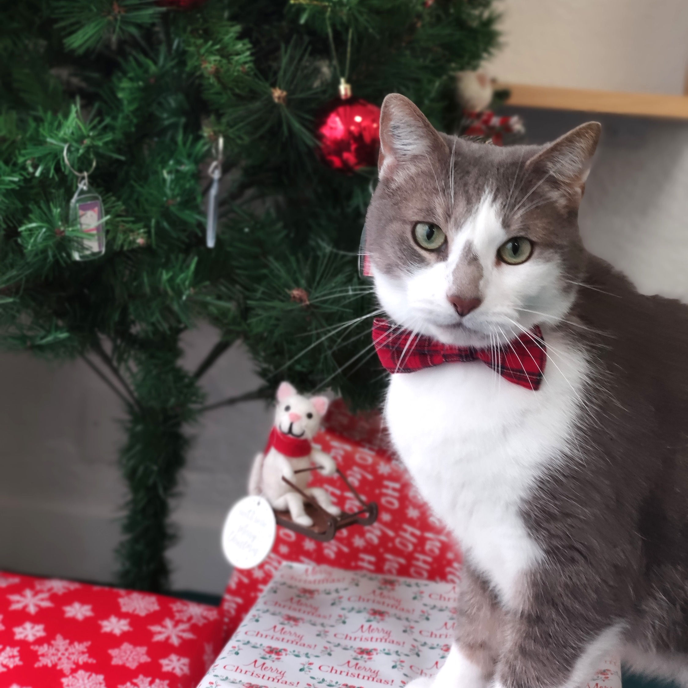 Noeud papillon pour chat Les Matoulonnais