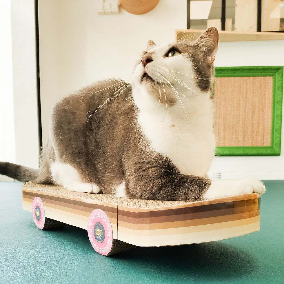 Miniature : Griffoir pour chat skateboard