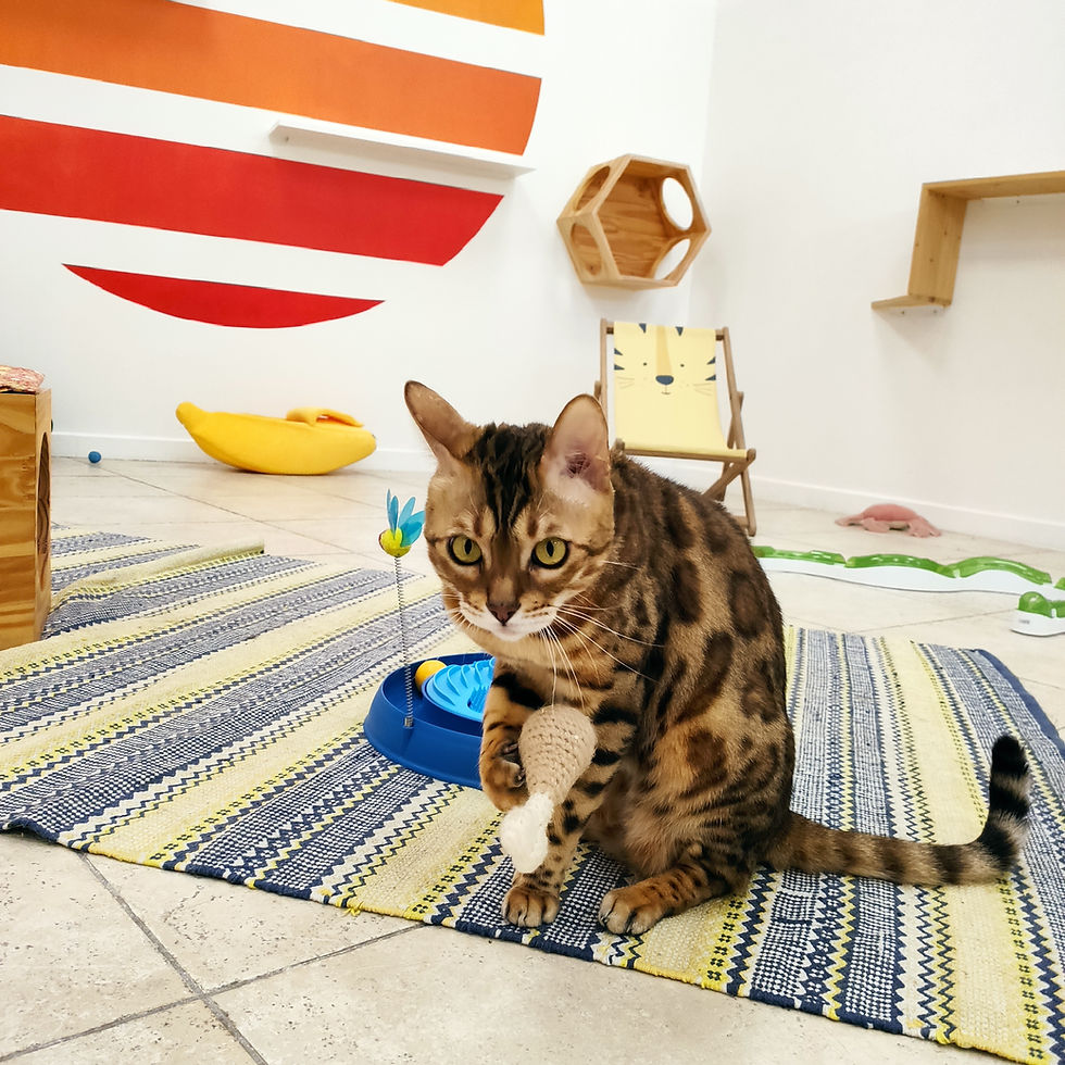 Miniature : Pokeball en crochet fourré à l'herbe à chat