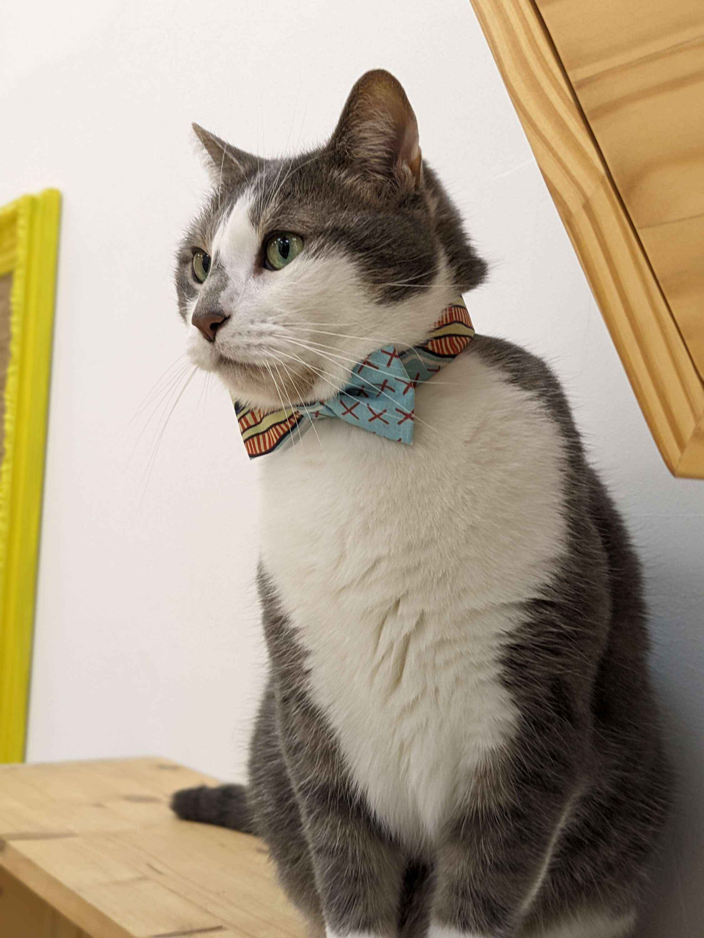 Noeud papillon pour chat Les Matoulonnais