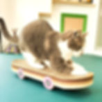 Miniature : Griffoir pour chat skateboard