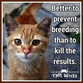 Trap Neuter and Release is the BEST way to reduce the feral cat problems.