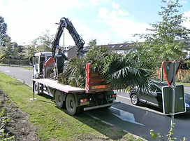 Transport et livraison des plantes edenpalmgarden