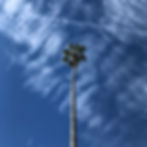 palm tree - edited.jpg