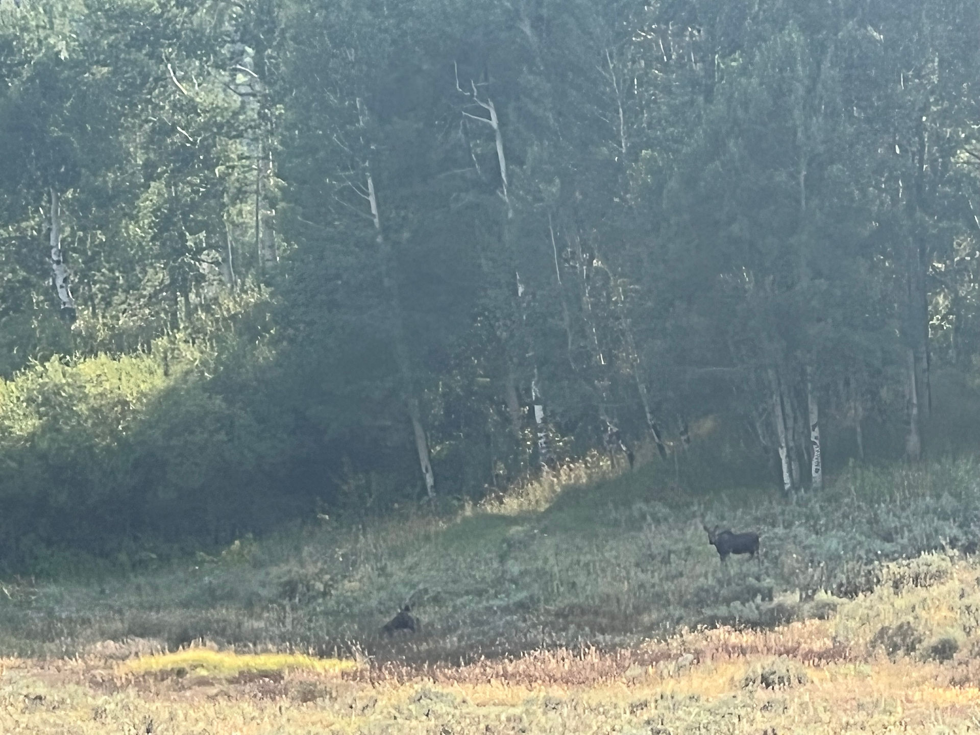 Moose and Wildlife Hike Summit County