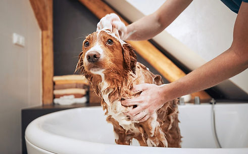 dog-being-lathered-in-a-bathtub.jpg