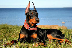 Doberman Pinscher