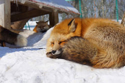 Zao Fox Village