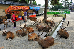 Visit Nara, Japan