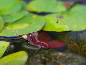 Nature Recovery in Harleston – a community biodiversity initiative