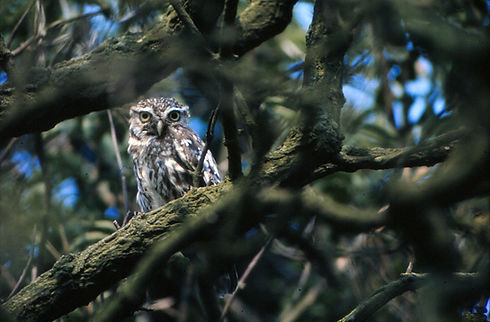 owl in tree.jpg