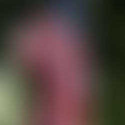 The Authority of Jesus