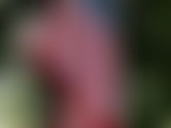 The Authority of Jesus