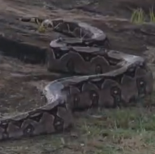 Jiboia é capturada por moradores e devolvida à natureza em Laje