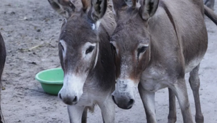MP-BA questiona projeto de criação de jumentos em Amargosa 