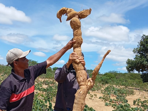 Raiz de mandioca com mais de 2 metros é registrada no Povoado Figueiredo em Planaltino