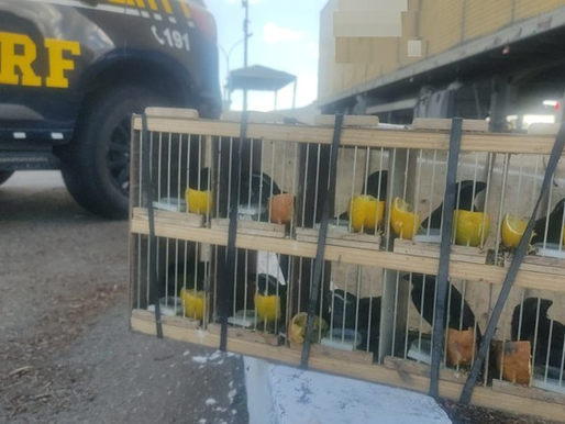 PRF resgata 60 animais silvestres e apreende rebites em Milagres