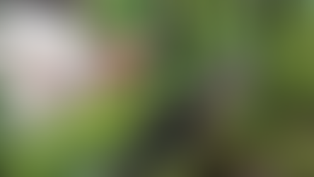 Cabeças decapitadas são deixadas em praça pública após duplo homicídio em Cachoeira