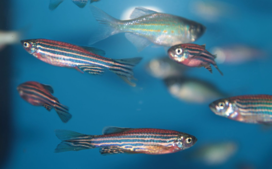 Professor da UFRB de Amargosa e de outras universidades identifica composto promissor contra dor e inflamação usando peixe-zebra