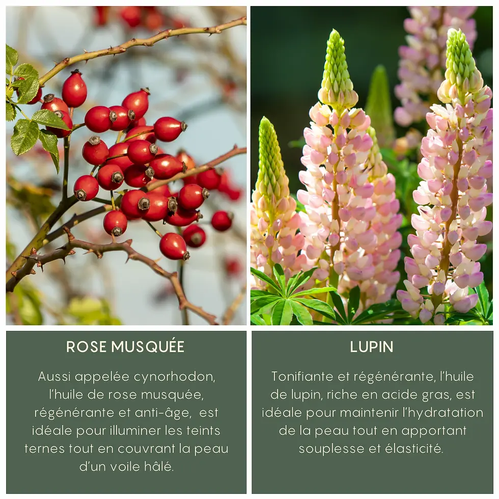 Miniature : Concentré d'Églantier