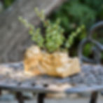 Coffee root planter used as a decorative centerpiece or accent piece, showcasing the natural beauty of the wood. Home Goods