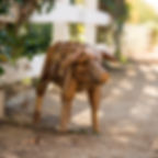 Pig Statue, Garden Statue, Rustic Statue, Lawn Statue, Porch and Patio Decor, Unique Gifts, Pig Decor, Cute Pig for Garden