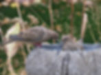 Thumbnail: Natural Stone Bird Bath