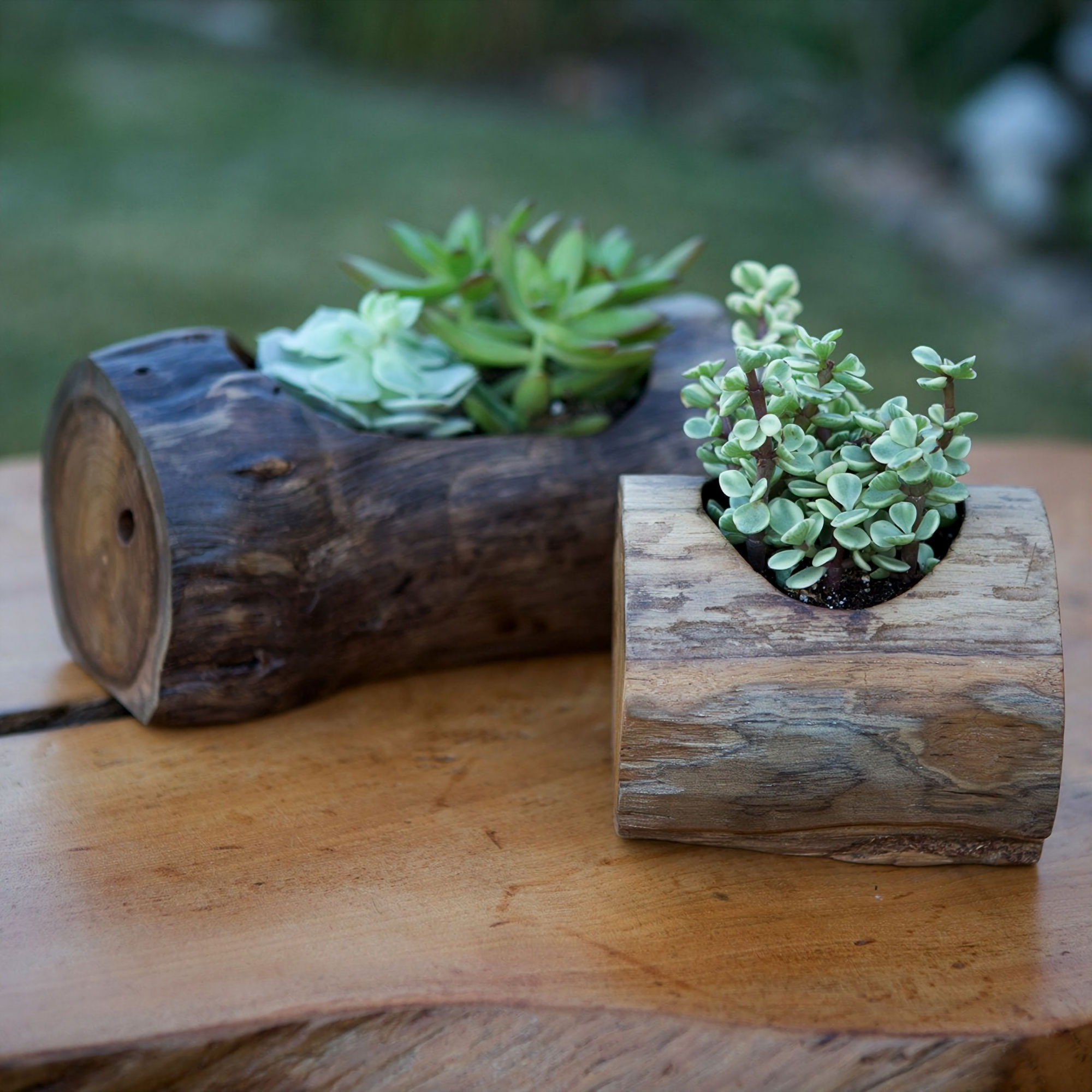 Hand Carved Teak Branch Succulent Planters for Indoor and Outdoor Decor