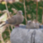 Thumbnail: Natural Stone Bird Bath Bowl
