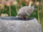 Thumbnail: XL Stone Bird Bath
